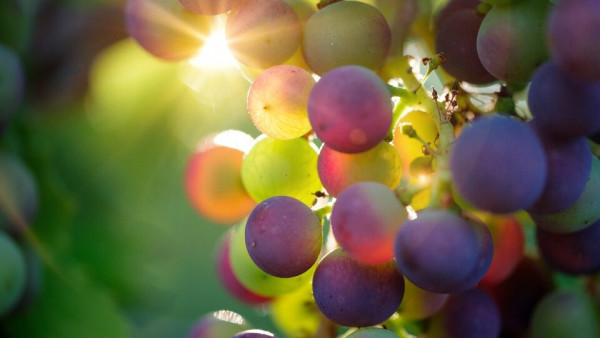 Севастополь получит средства на развитие виноградарства и виноделия