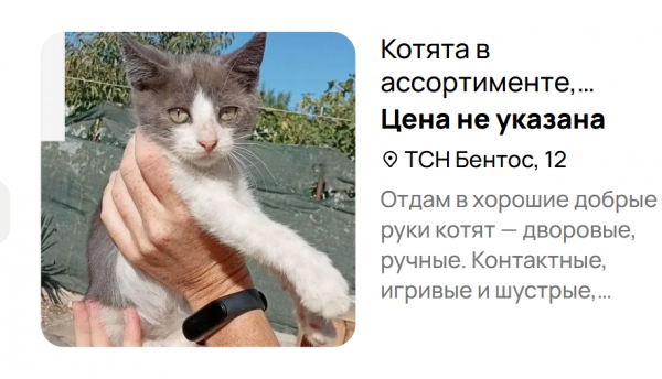 Котята в «ассортименте». Источник: «Авито»