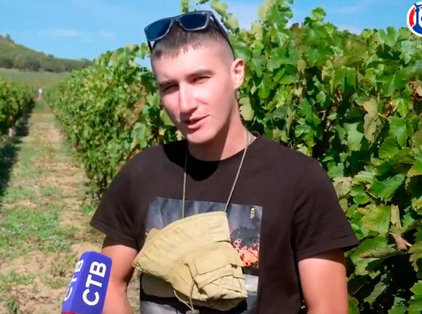 В селе Родном приступили к сбору винограда сорта «Сира»