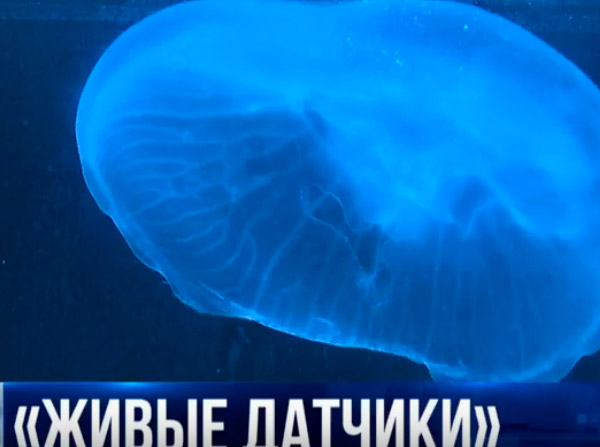Как узнать о загрязнении Чёрного моря?